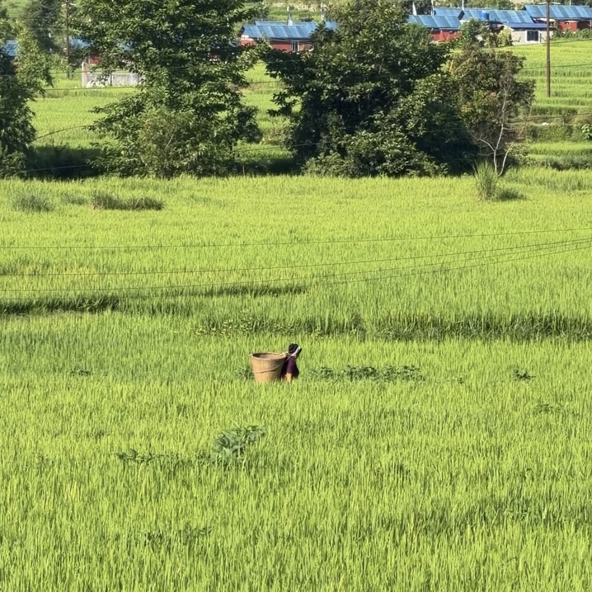 A local walks through untouched rice patties, just 100 meters up from the riverbed